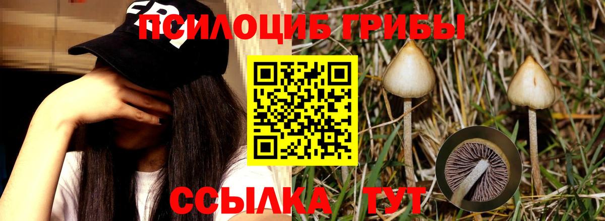 Псилоцибиновые грибы Psilocybine cubensis Симферополь